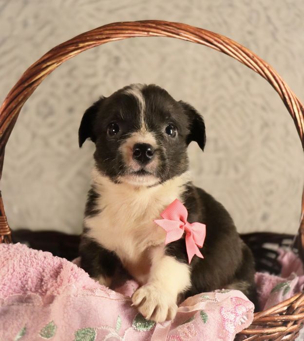 Королевские корги девочка триколор