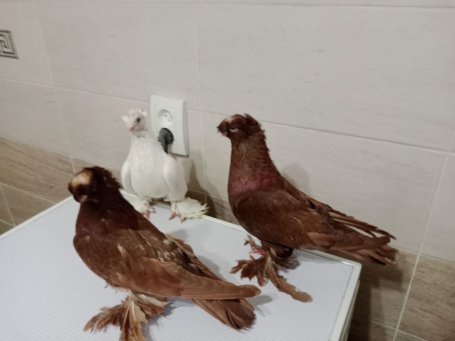 Продам   голубей