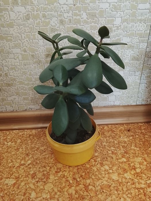 Продам комнатные цветы