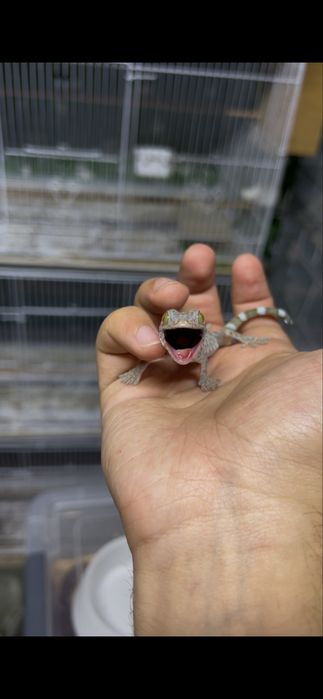 Гекконы токи малыши