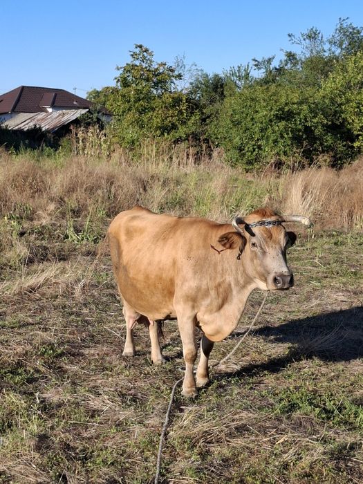 De vânzare vaca și vițel