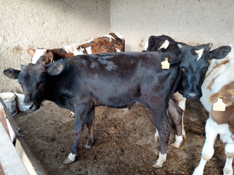 Таналар сатылады
