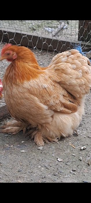 Продавам петлета и млади чифтове мини кохин