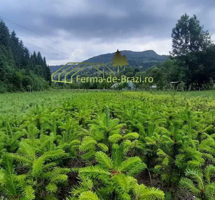 Puieti brad american Abies fraseri - "Cadillac-ul pomilor de Craciun"