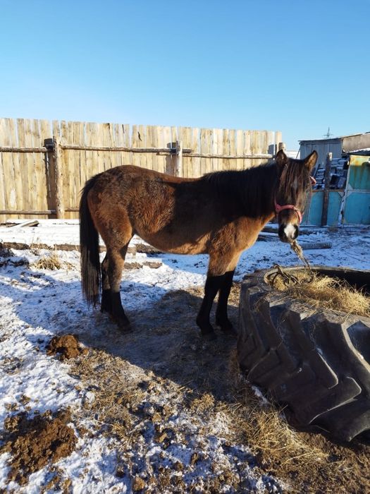 Продам молодую кобылу