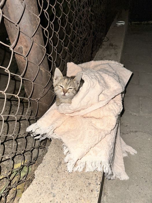 Котенок маленький ручной