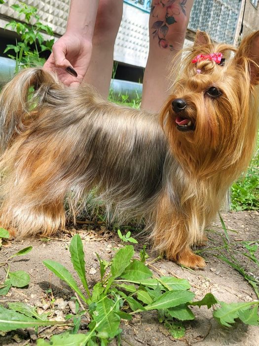 Йоркширский-Терьер