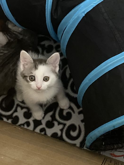 Котята два мальчика, одна девочка,  окрас далматинец)