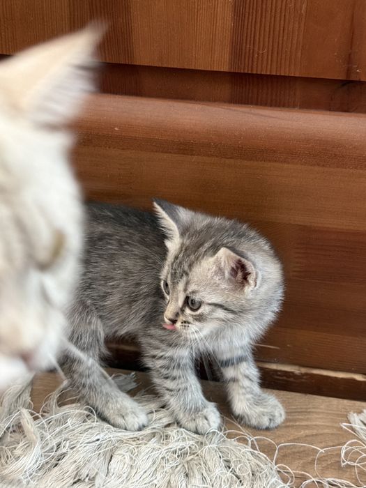 Продаются котята, мама британка