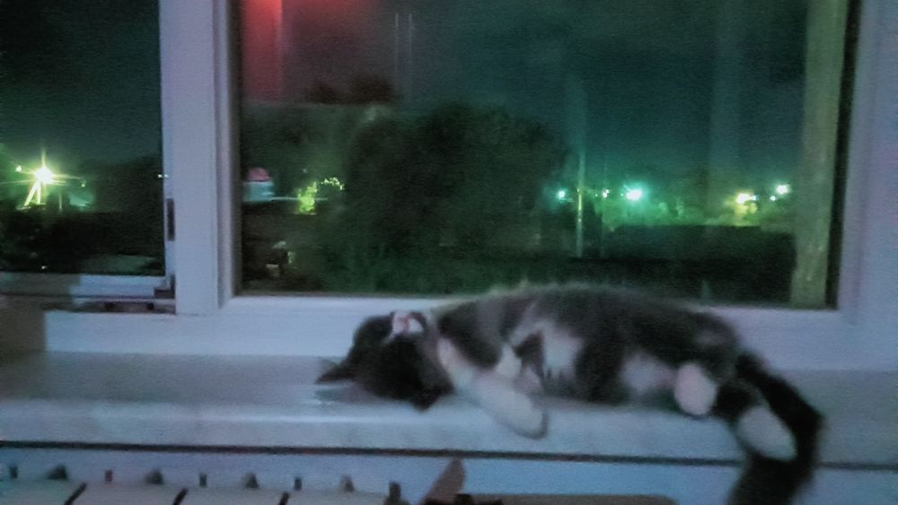 Котёнок мальчик бесплатно!