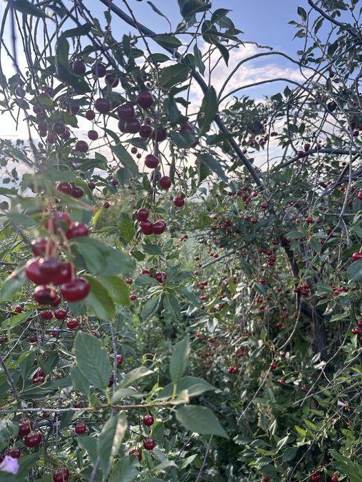 Продается вишня крупная
