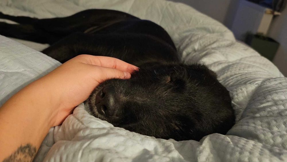 Cățel 9 luni pentru adopție – microcipat, pașaport, vaccinat