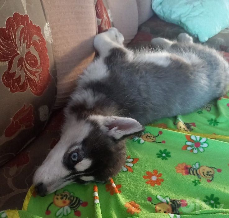 Xaski moviy kozlik xar xili bor chroylik zor sovga yangi yil ga