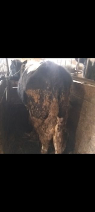 Продам Бычки и телочки