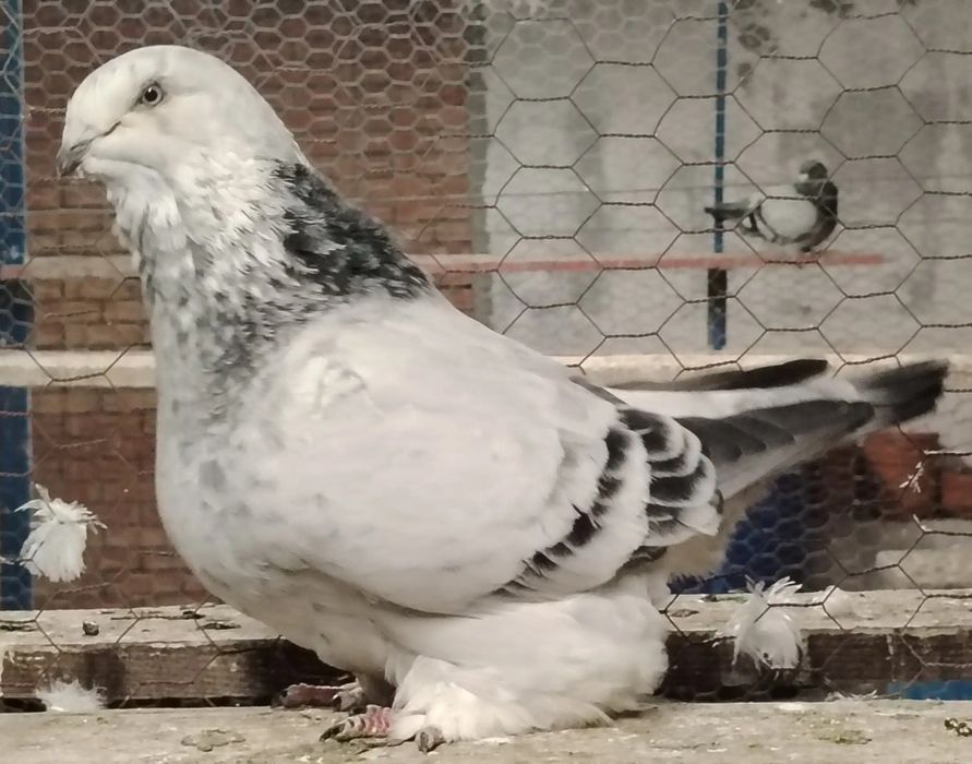 Porumbei voiajori standard