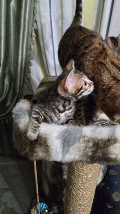 Продам  котят Бенгалов