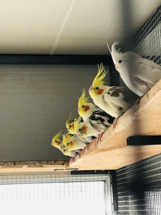 Papagali nimfe pui si adulti nimfa