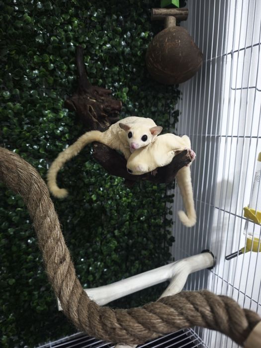 Сахарная сумчатая летяга