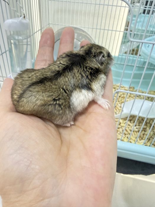 Хомяка с клеткой и кормом