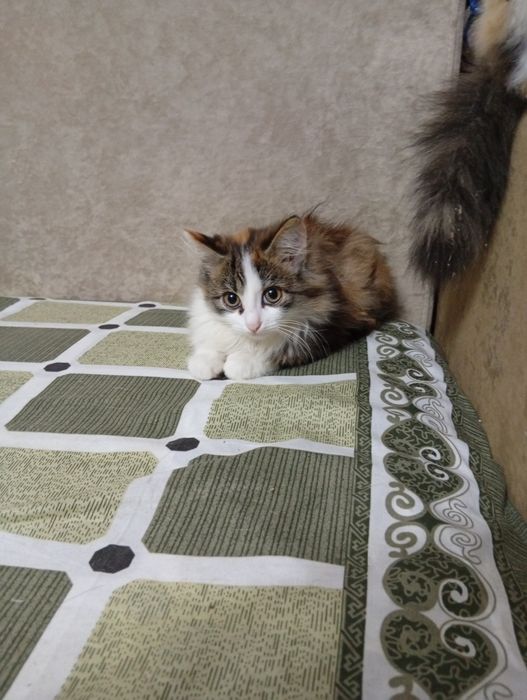 Бесплатно отдам пушистого