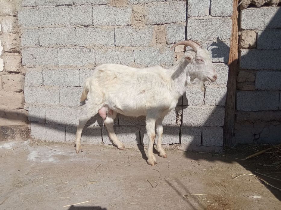 Sutli echkilar bor soni cheklangan