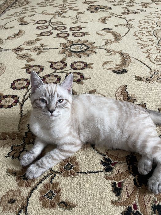 шотландский котёнок