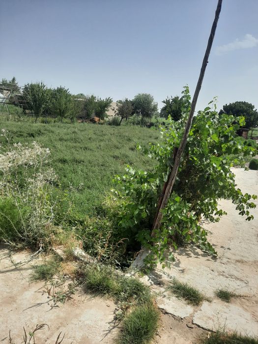 Uchastka tayyor yawaw waroitibbor 15 sotiq Shofirkon t. Talsang obod M