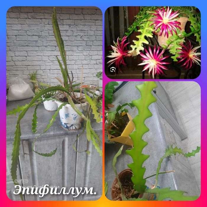 .  Эпифиллум угловой. 500т.