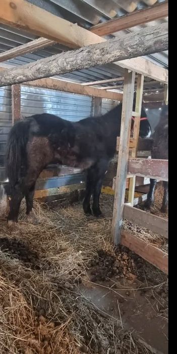 Продам лошадь торг есть