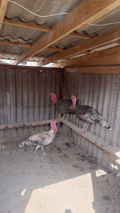 Продам Индюков 3шт