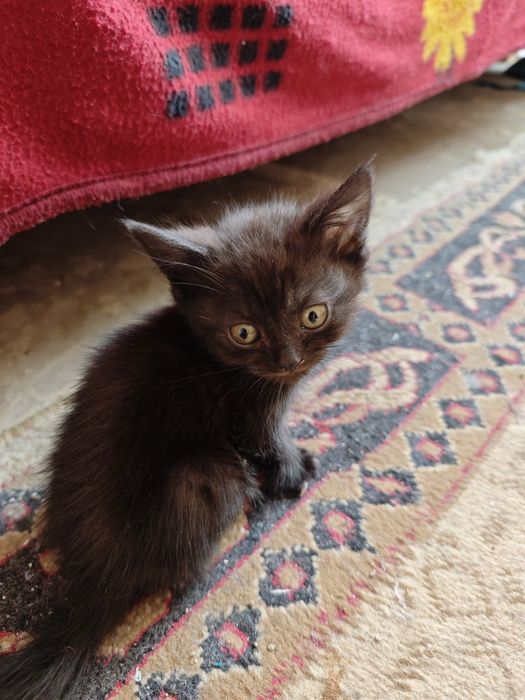 Продаётся котята