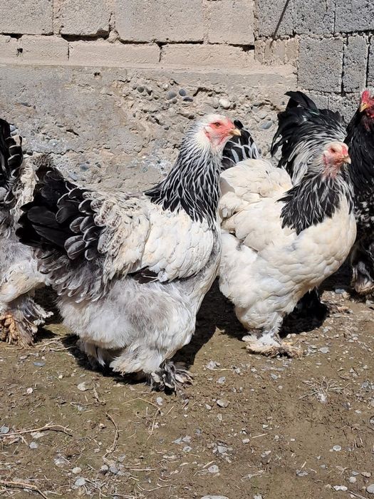 Гигант брама тухумлари