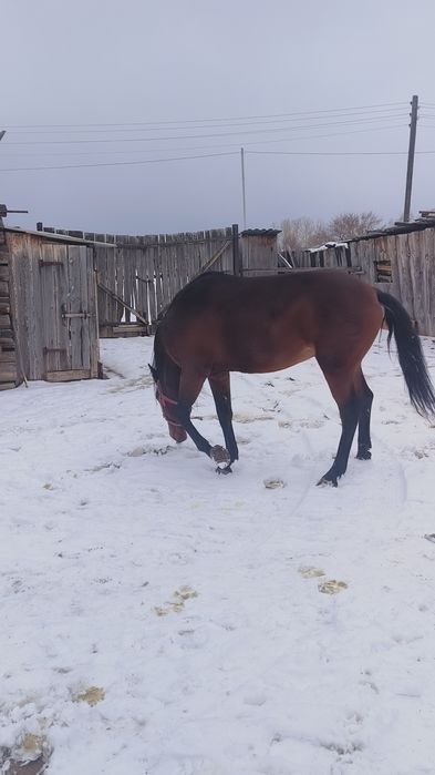 Жеребец будет  6