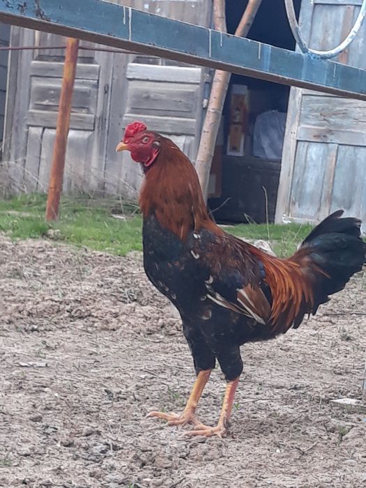 Сұлтан  Байсбаев 9