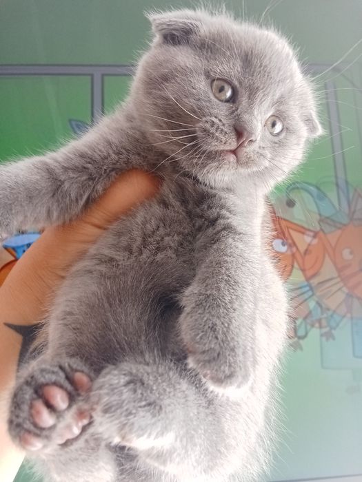 Шотландские Малыши
