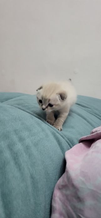 Чиройли мушук болачаси