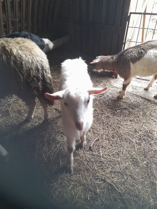 10 месечни ярета мъжко и женско