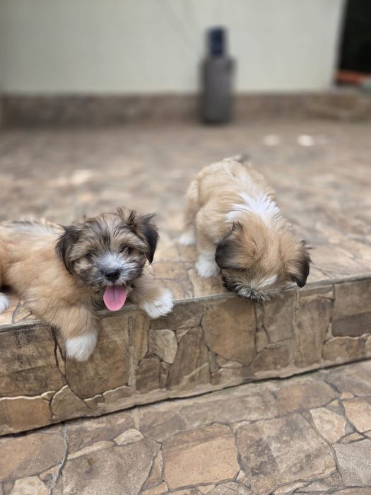 Căței Shih Tzu  de vânzare