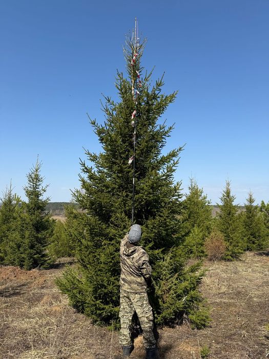 Ель сосна липа туя