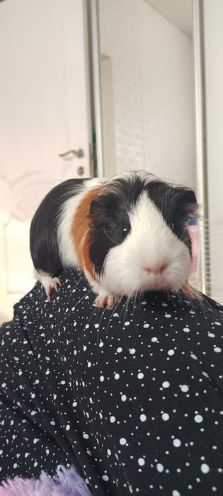 Продам морских свинок