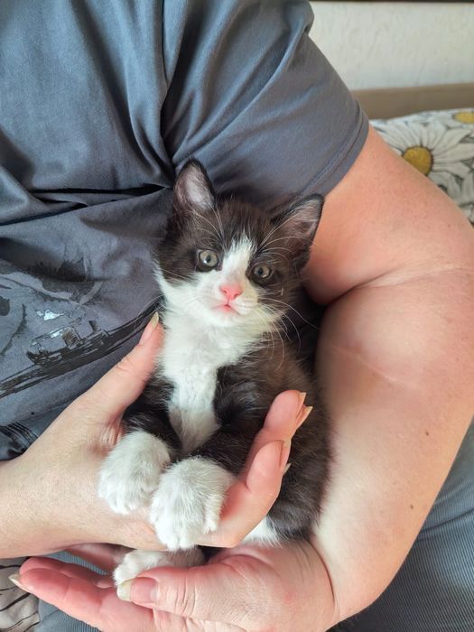 Отдам котенка в добрые руки