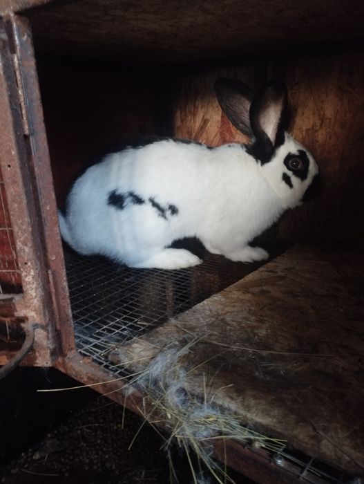 Продам крола производителя.