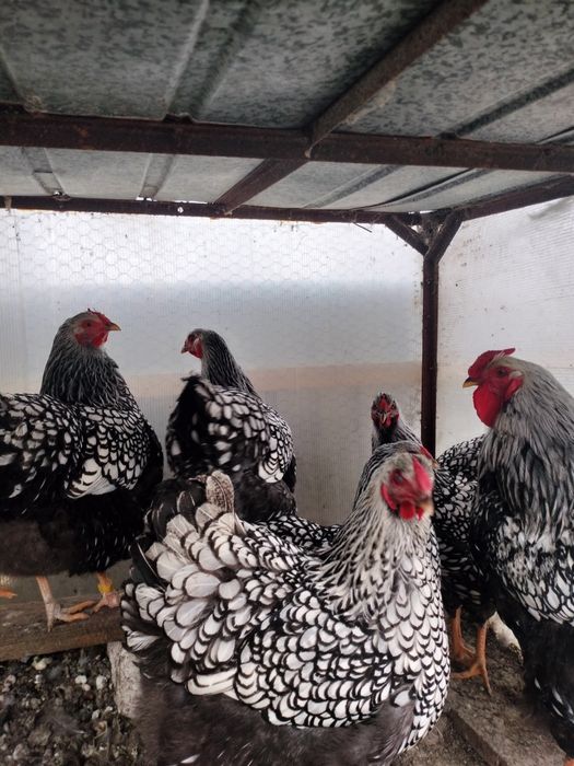 Cocoși/găini/pui wiandotte argintiu