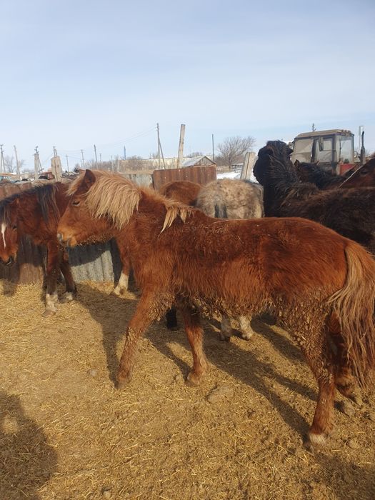 Лошади) Кунан,Байтал