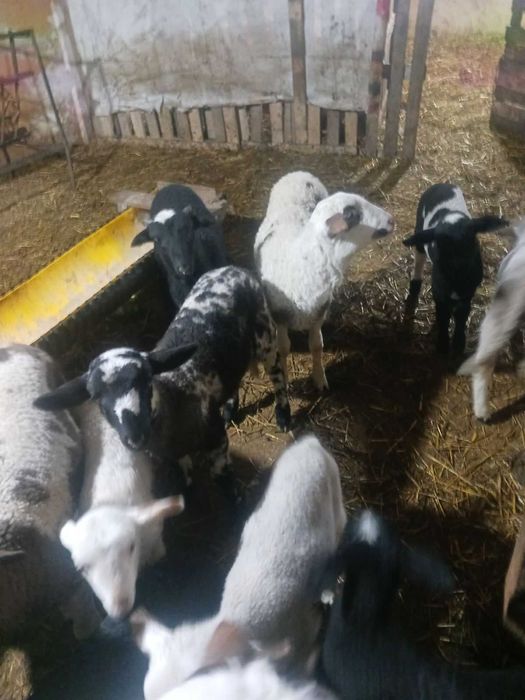 Продавам агнета за празниците