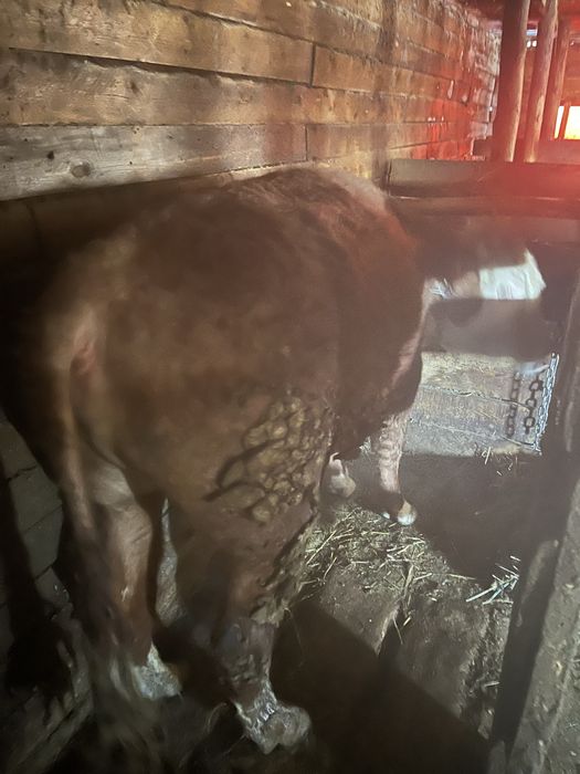 Бык откормда 2 года