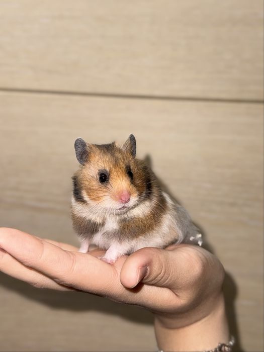 Сирийские Хомячки