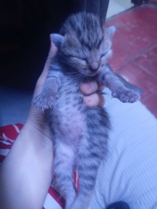 Мысыктар бар тегын берыледы