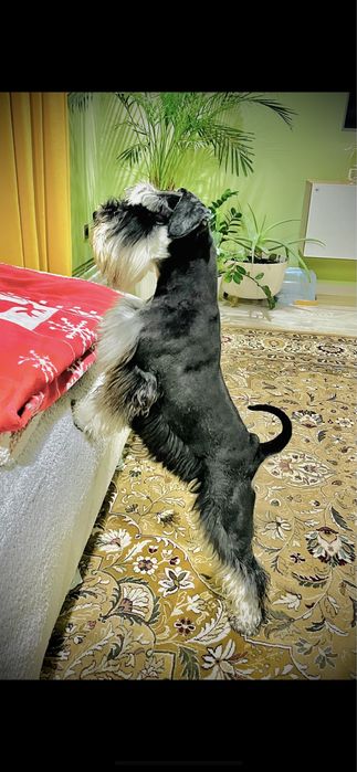 Вязка кабель Цвергшнауцер