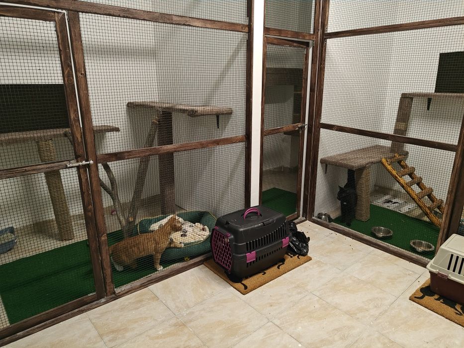 Pensiune pentru pisici Constanța